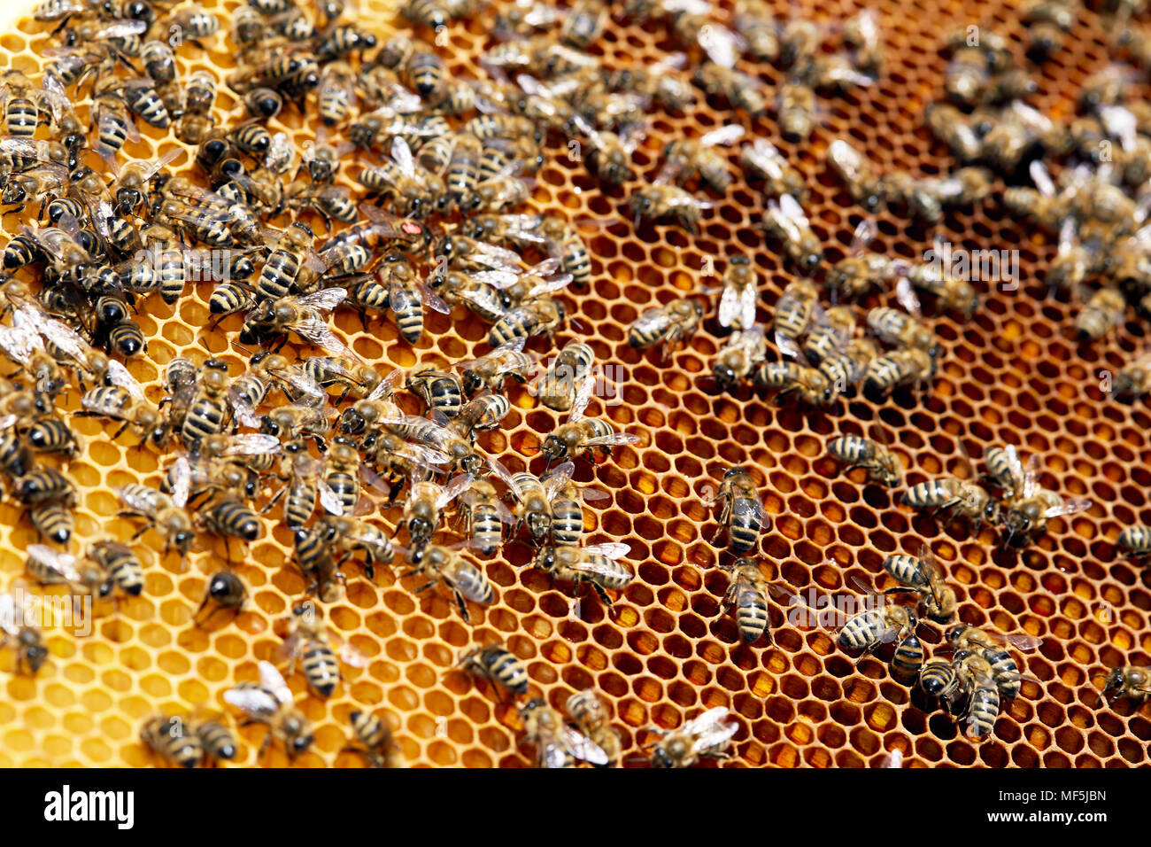 nest hires stock photography and images Alamy