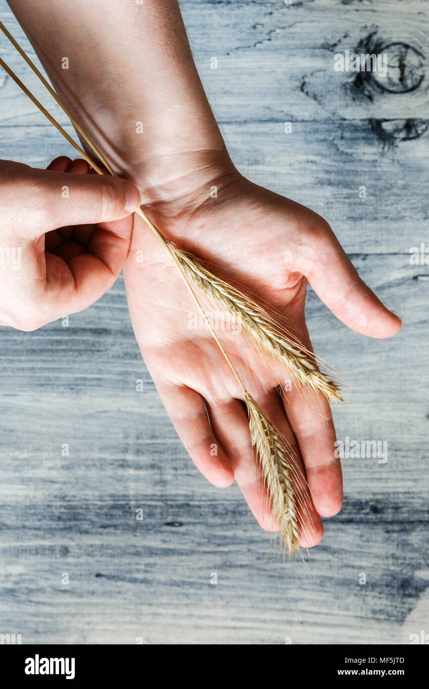 Two rye ears on man's palm Stock Photo