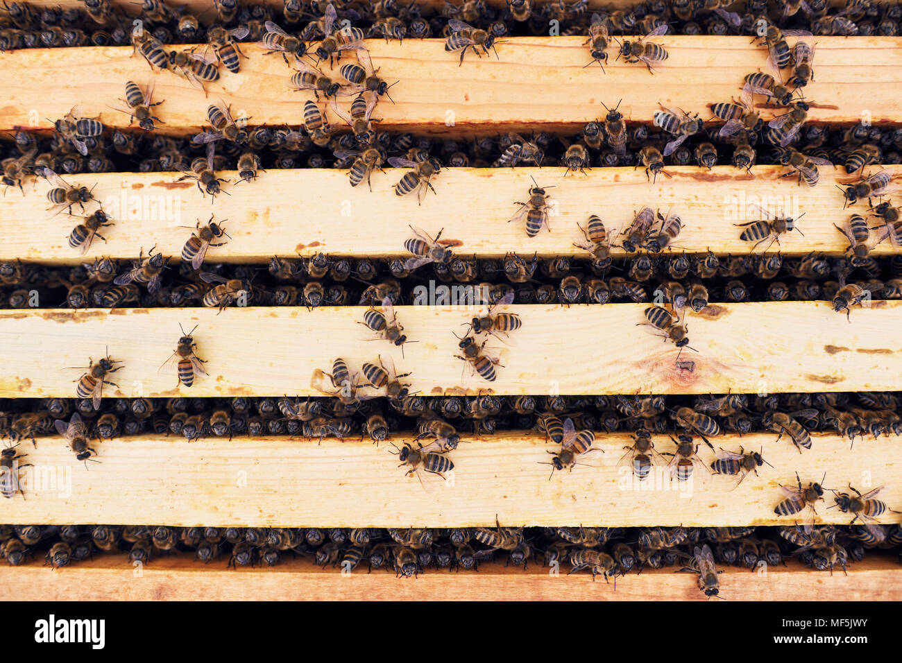 Honey Bees in Apiary Stock Photo Alamy