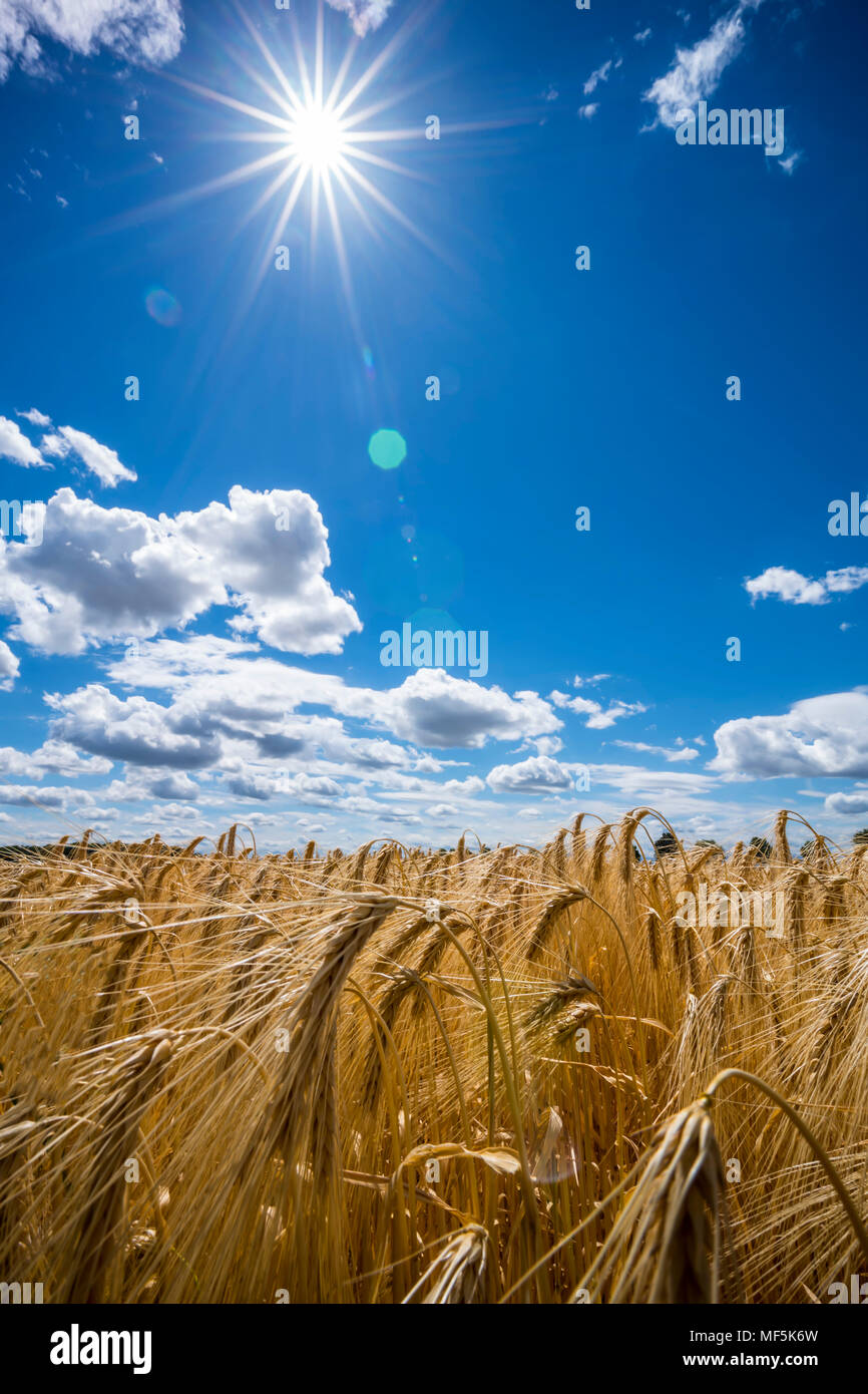Austria, Hoersching, grain field, barley field Stock Photo