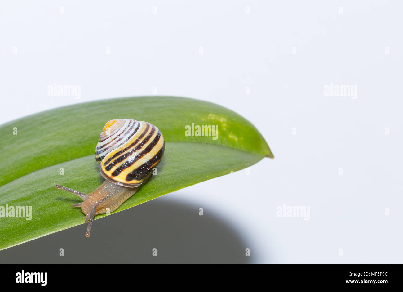 snail on a leaf isolated on a white background Stock Photo - Alamy