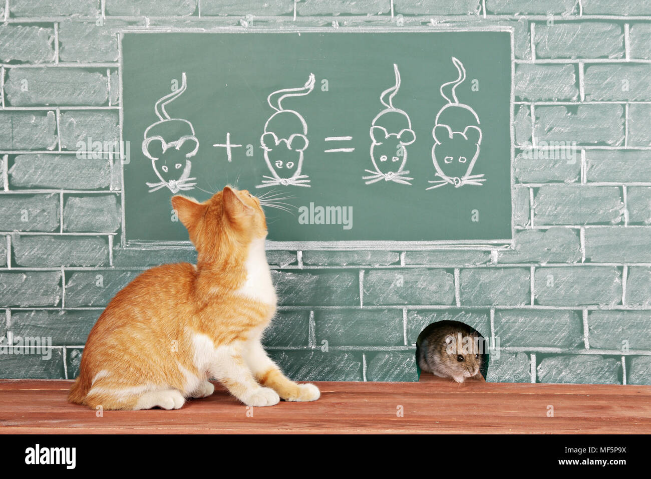 Math Mice Education idea about foxy Cat studied mathematics on example of ...