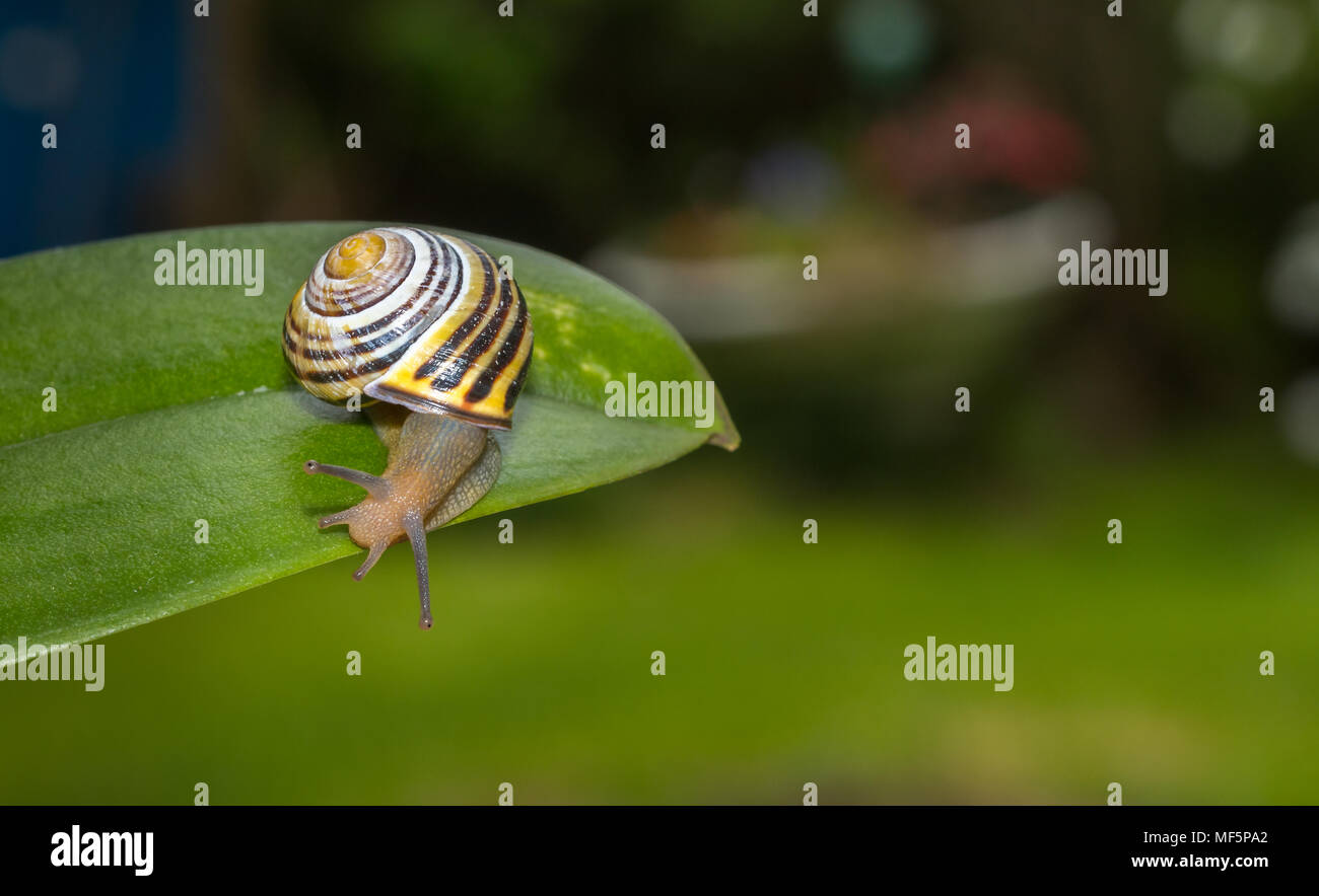 snail on a leaf isolated on a garden background Stock Photo - Alamy