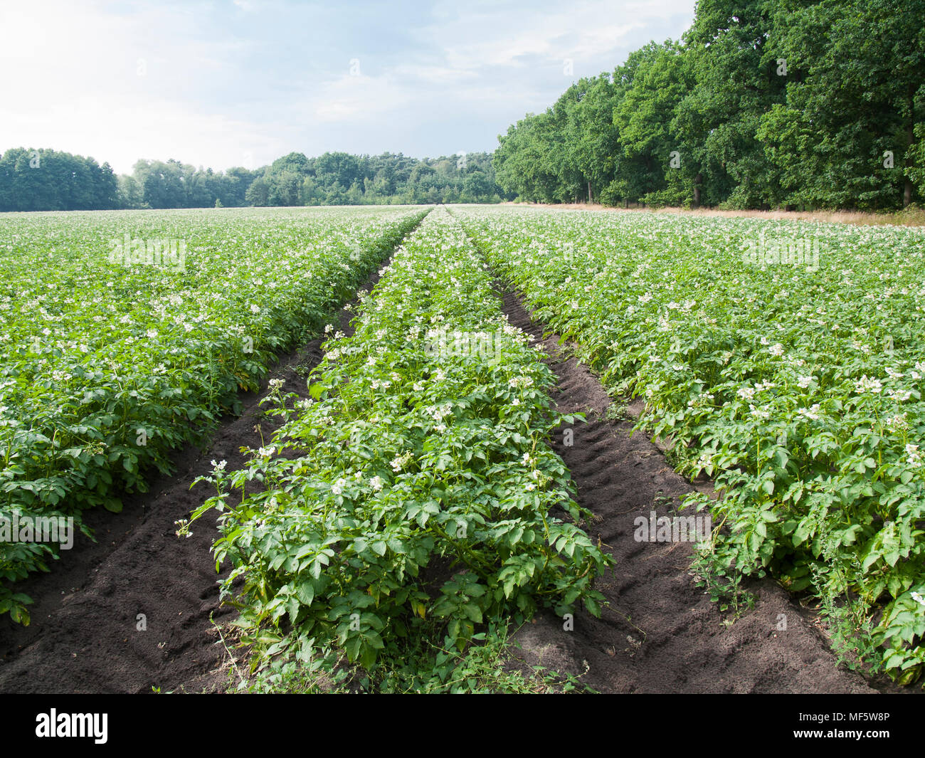 Tractor track in a potato field near Barum, Niedersachsen, Germany. Stock Photo