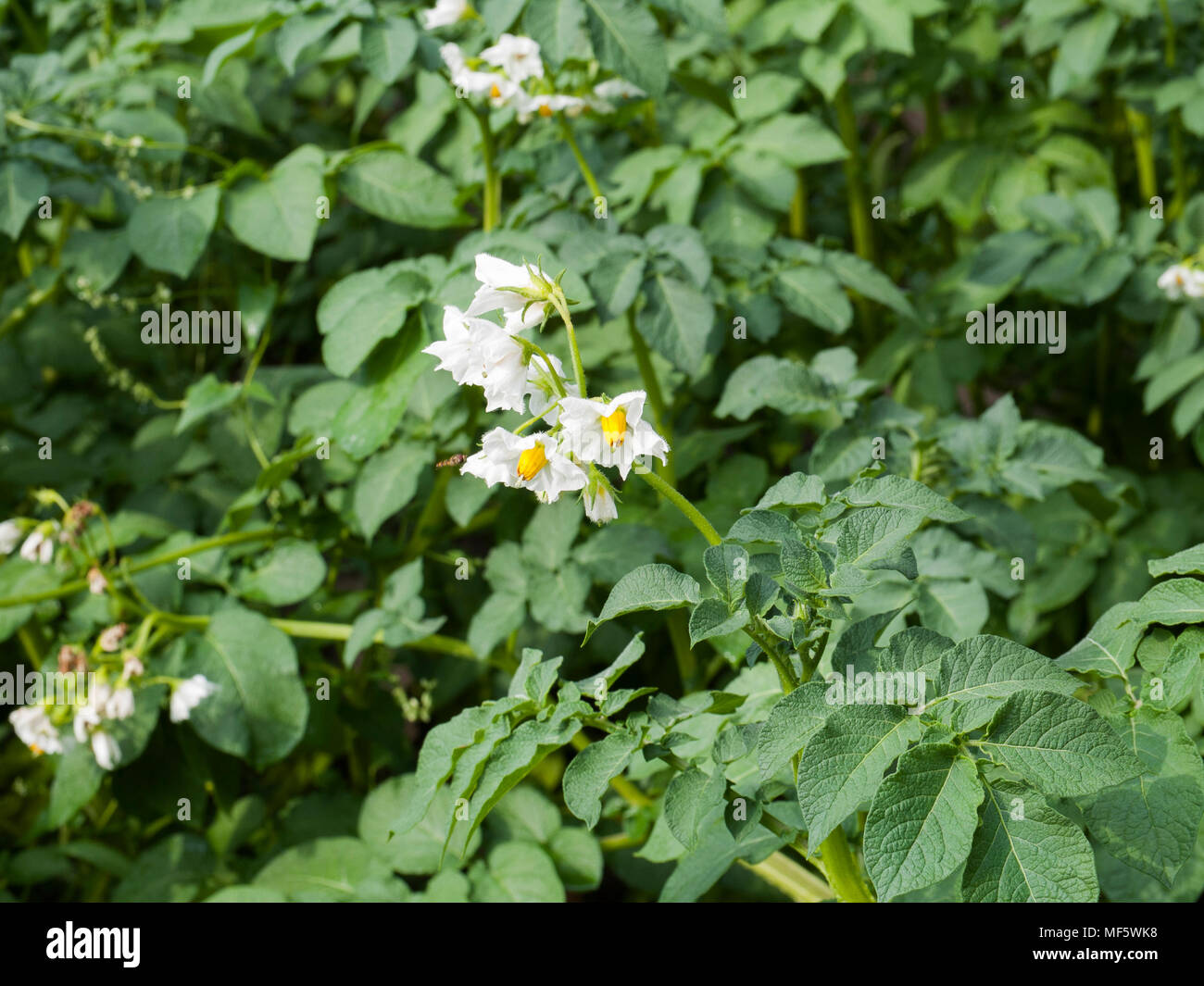 Blooming potato field near Barum, Niedersachsen, Germany. Stock Photo