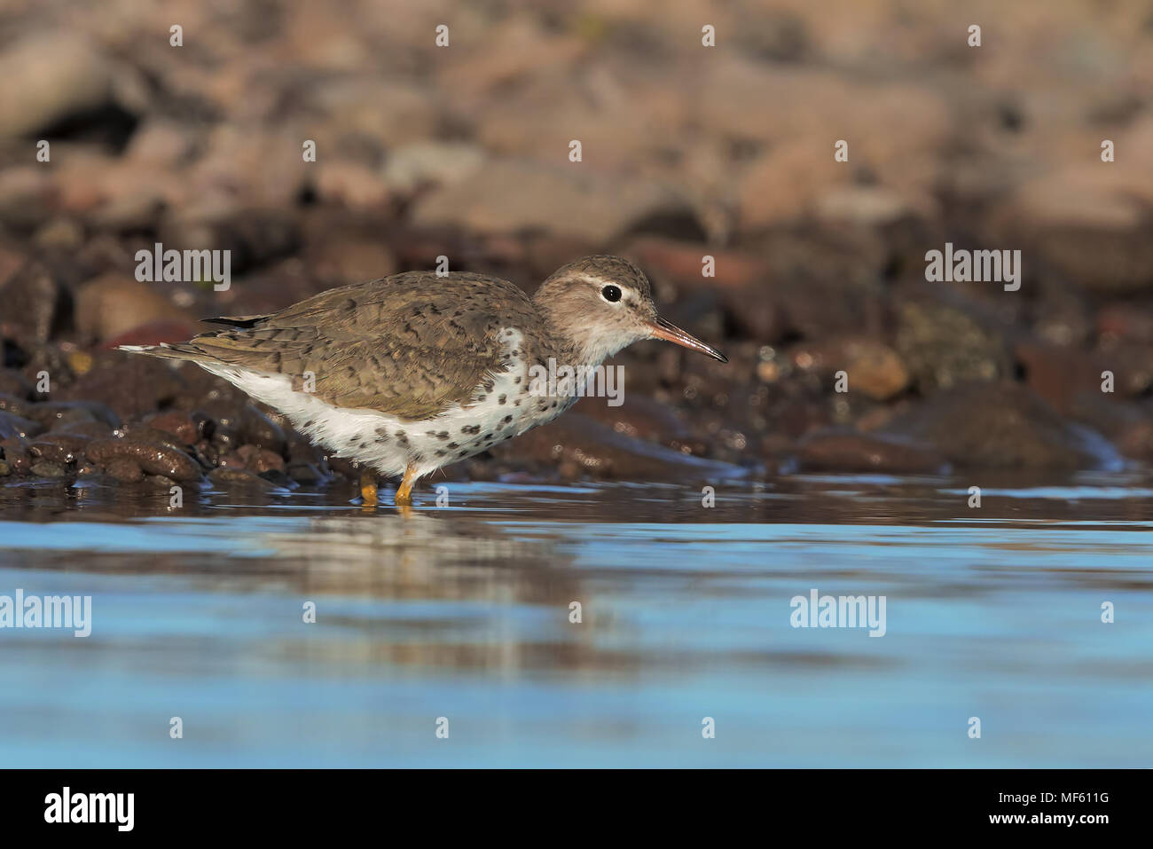 Spotted sandpiper Stock Photo