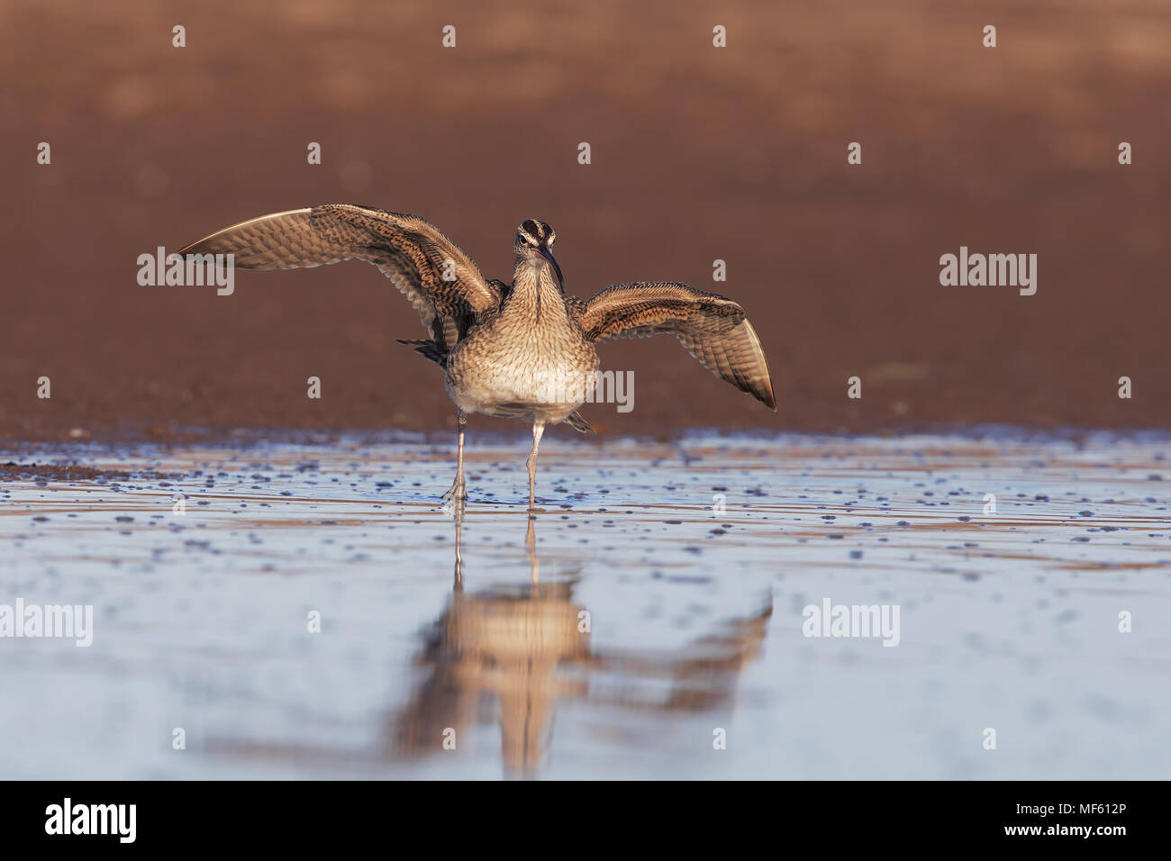 Whimbrel Stock Photo
