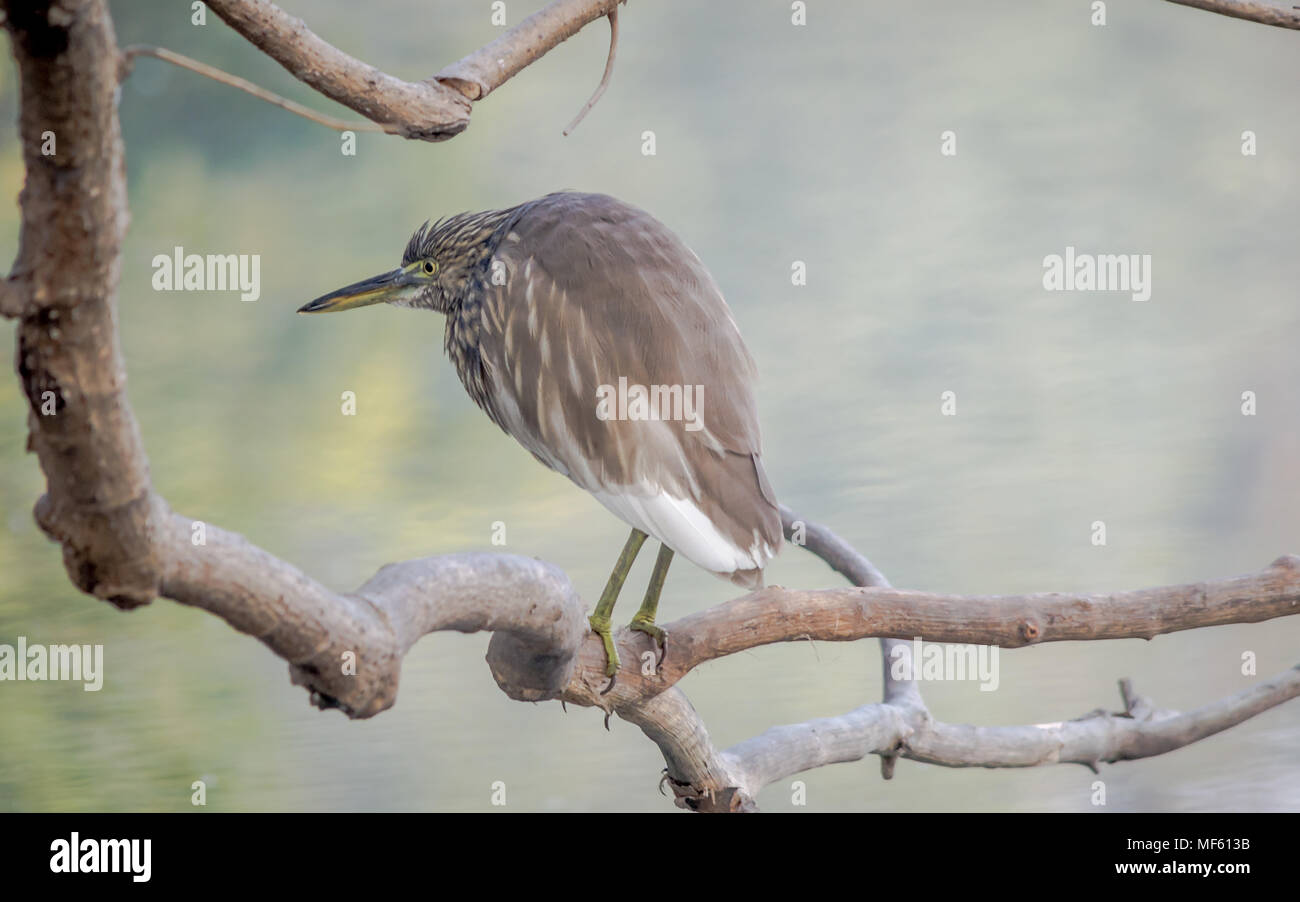 Madagascar heron hi-res stock photography and images - Alamy