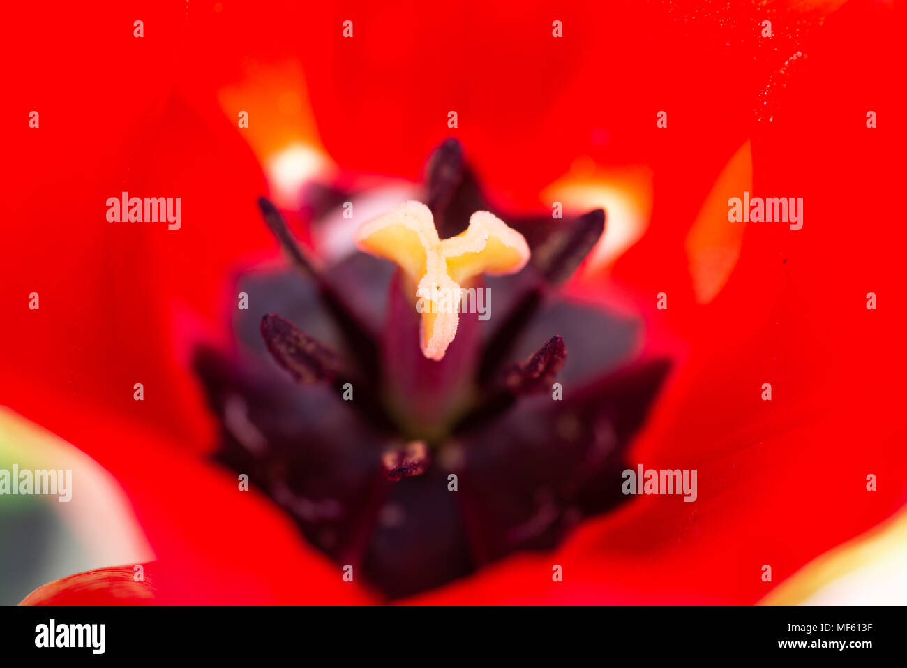 spring time has started Stock Photo - Alamy