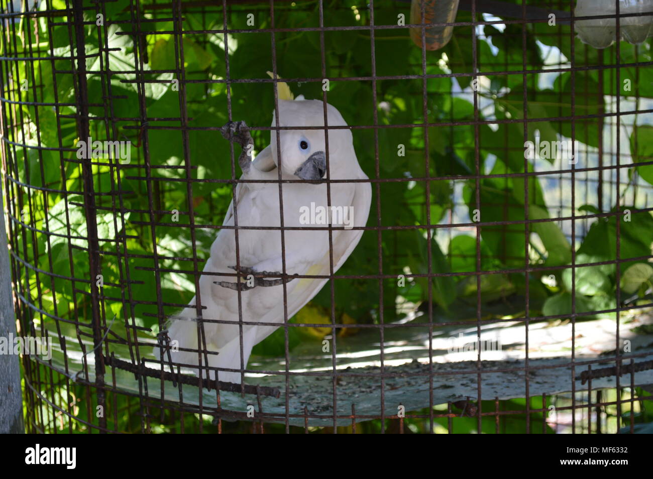 Parrot in cage hires stock photography and images Alamy