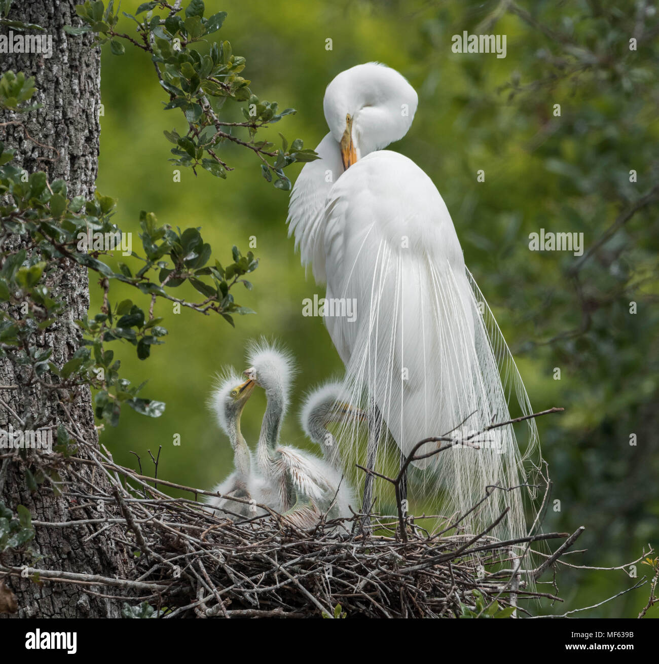 Great Egret in Florida Stock Photo