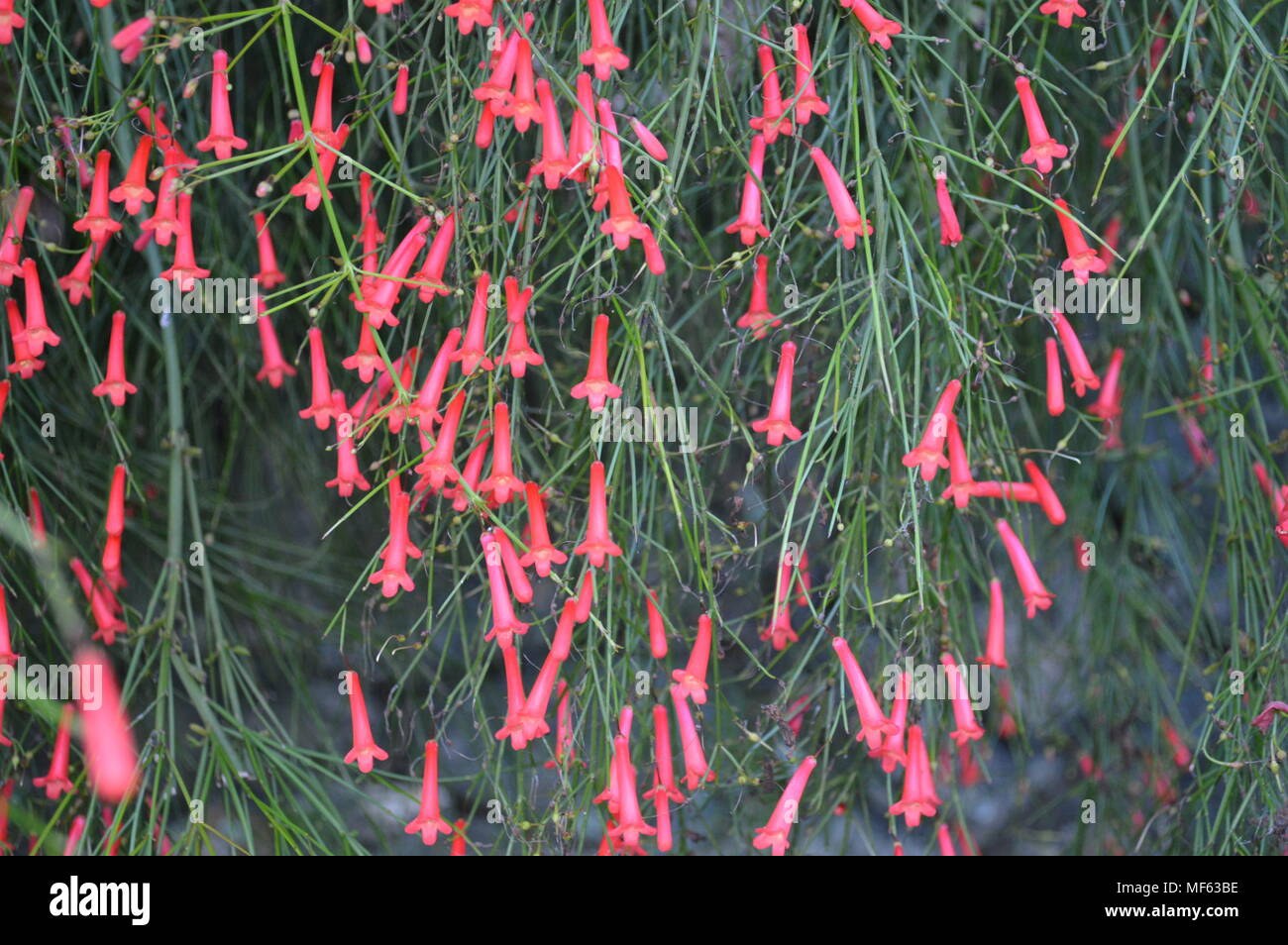 Pink Bell Flowers in the Garden Stock Photo