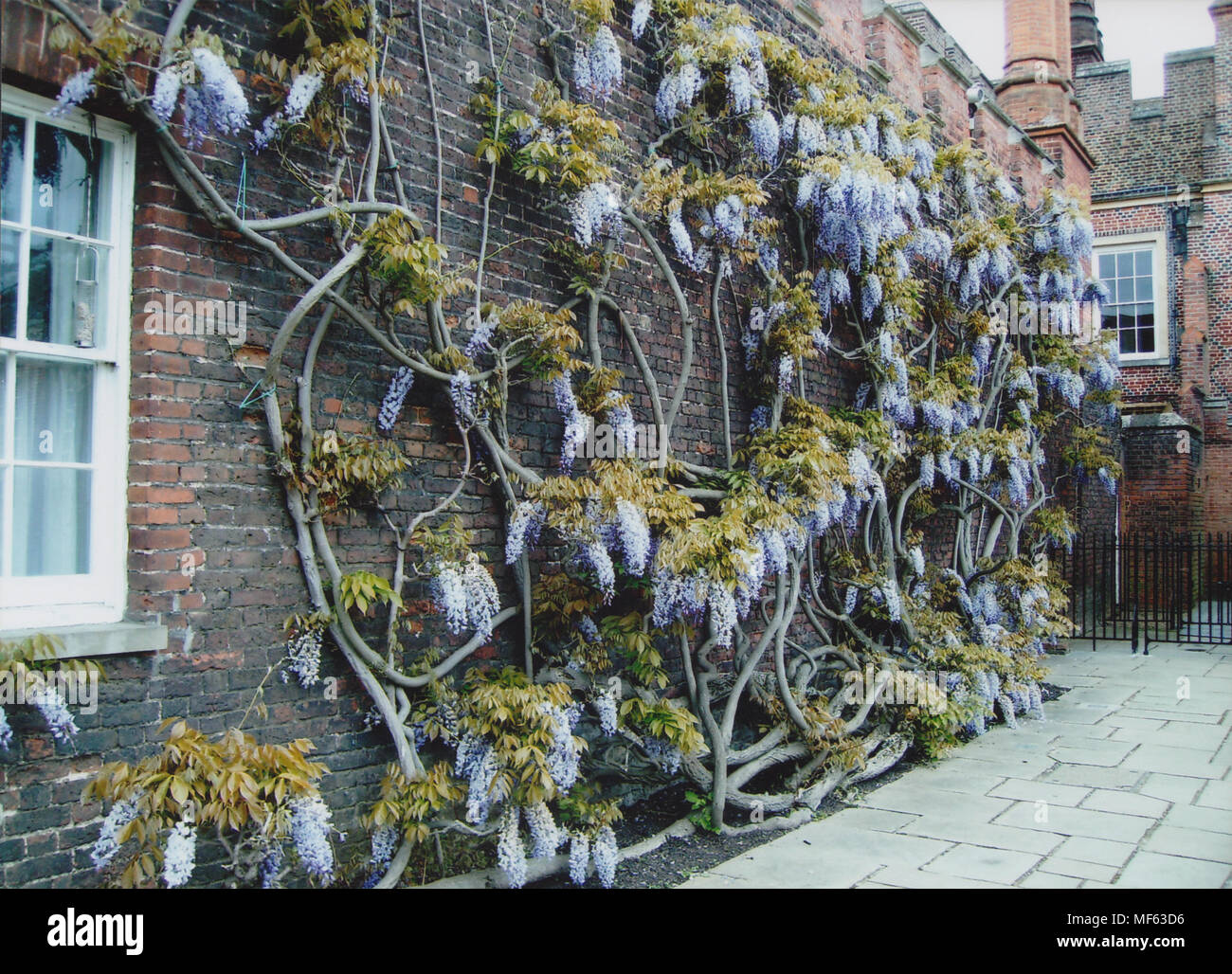 Climbing Wisteria on a Wall at Hampton Court Palace in April 2018 Stock Photo