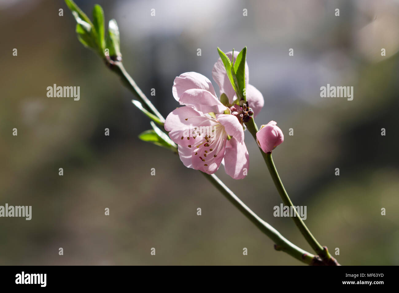 Nectarine Blossom Stock Photo