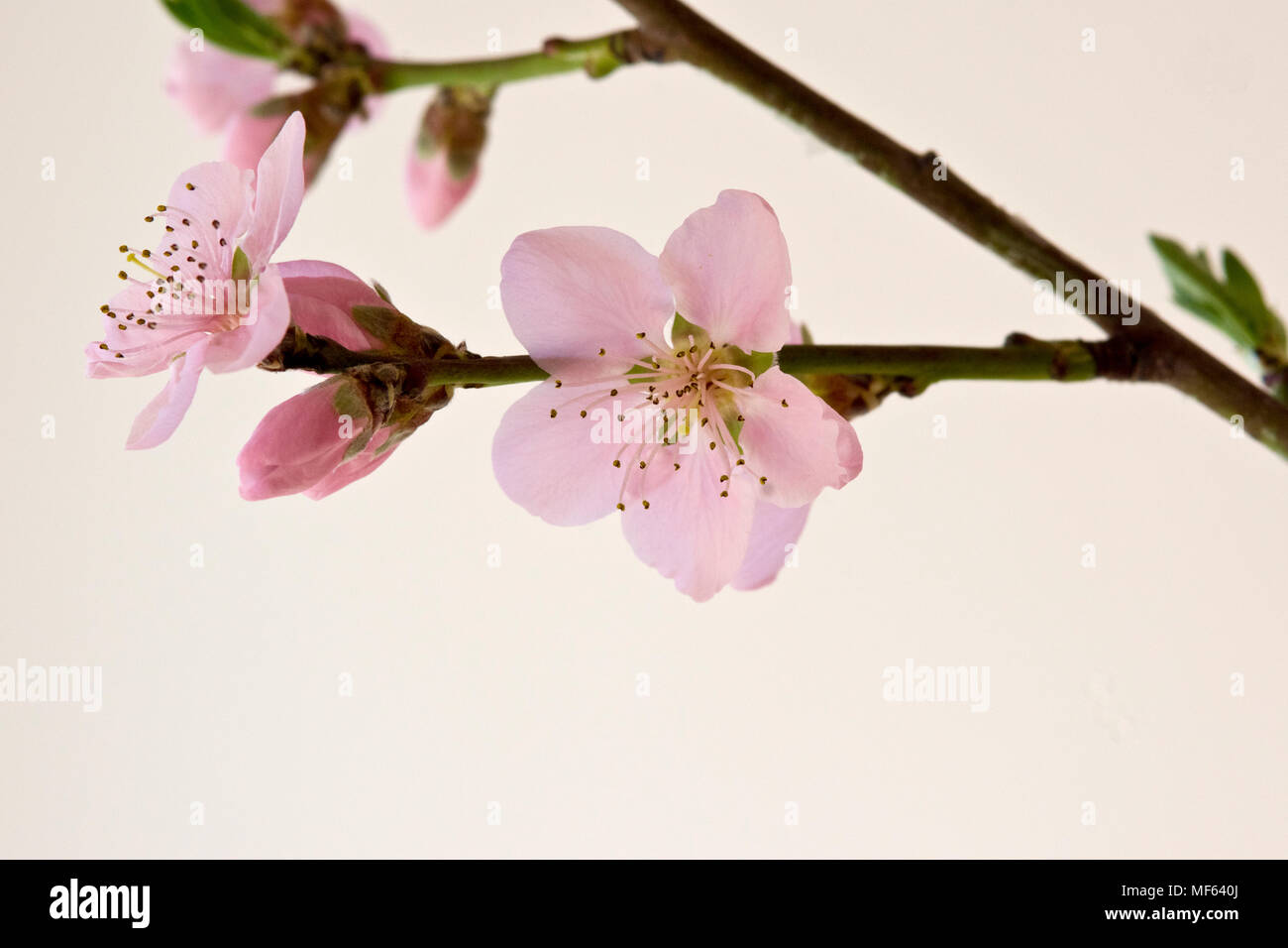 Nectarine Blossom Stock Photo