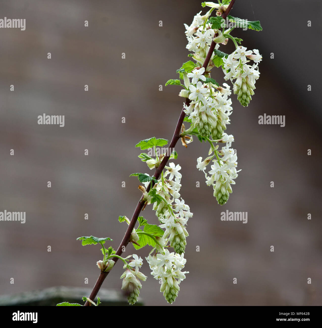Ribes White Icicle Stock Photo