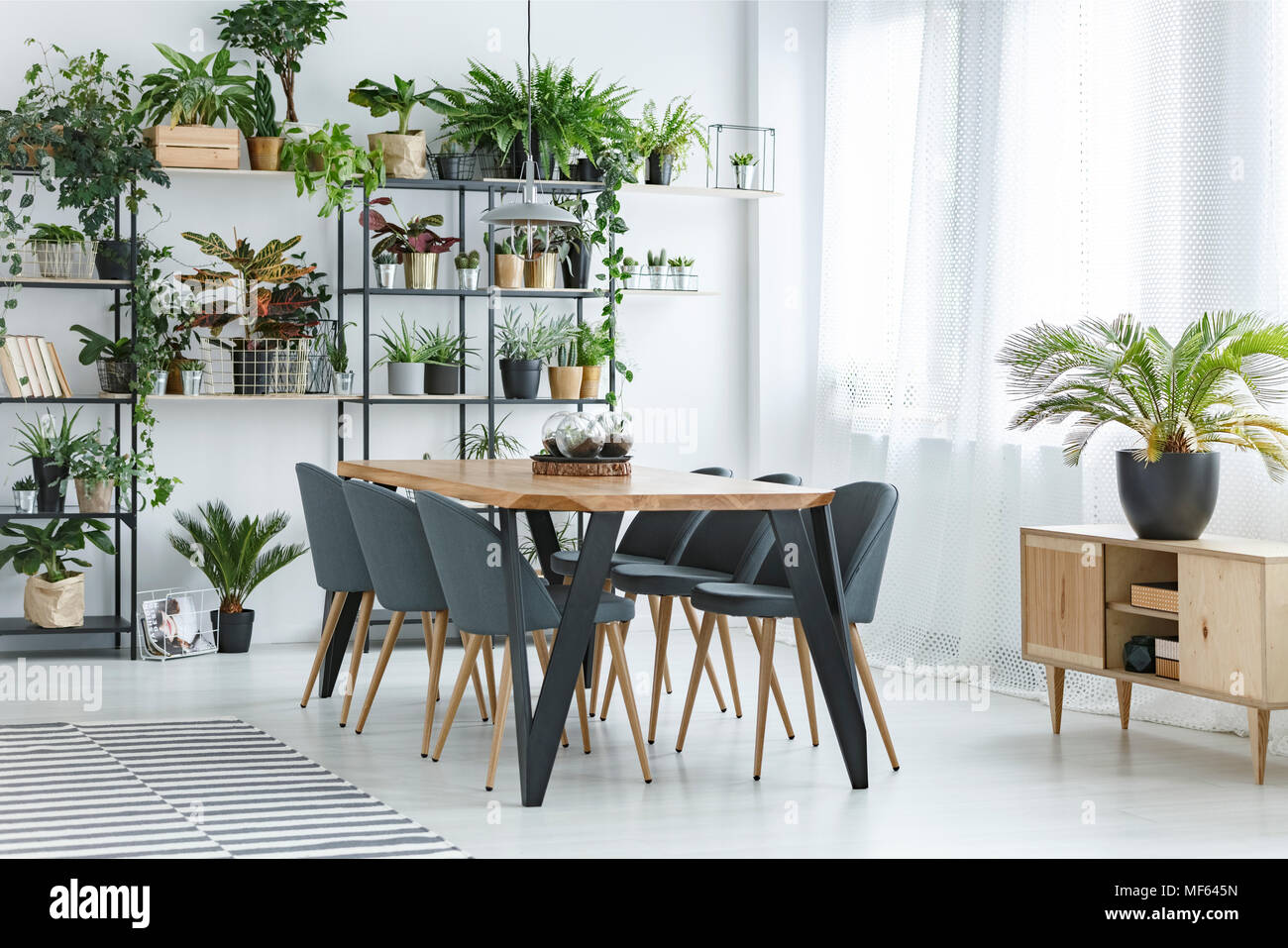 Fern on wooden cupboard near window in floral dining room interior with grey chairs at table Stock Photo