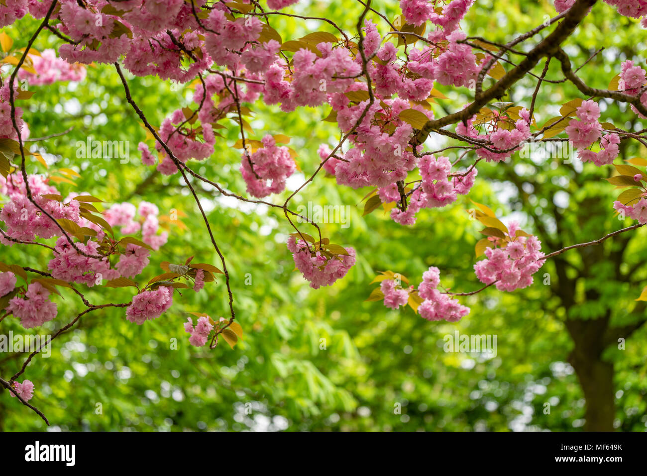 Cherry Blossoms in London, UK Stock Photo