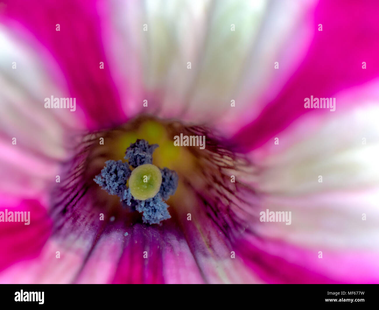 Extreme closeup and shallow depth of field of a petunia flower with visible pollen and stigma Stock Photo