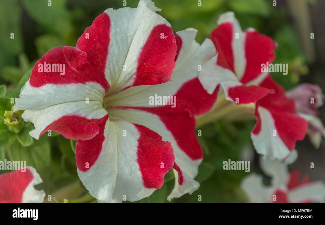 Beautiful Red and White Petunias grown in a pot on a roof Stock Photo