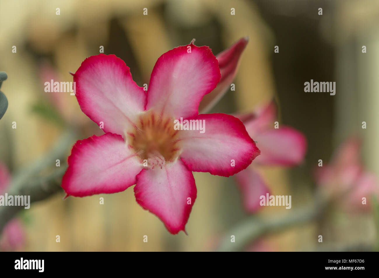 Mock Azalea Closeup of Desert Rose, a tropical flower also known as Impala Lily ...