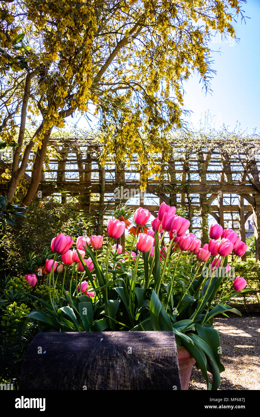 Tulip Festival Tulips bloom in the gardens in the warm spring weather at Arundel Castle. photo