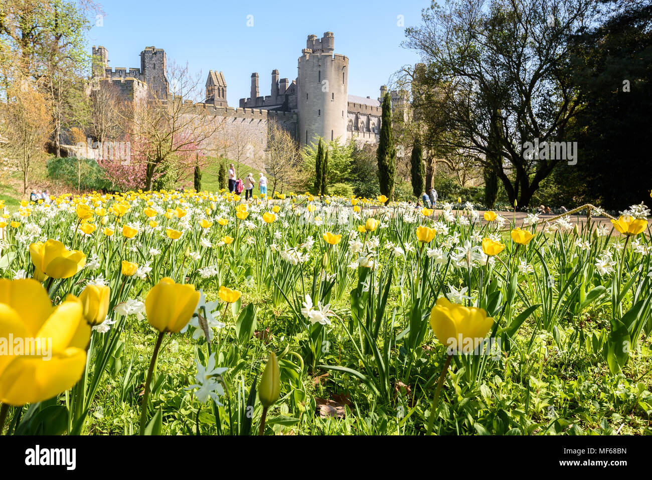 Views over a wild planting of swathes of yellow and white tulips to the castle during the Tulip Festival at Arundel Castle.  photo ©Julia Claxton Stock Photo