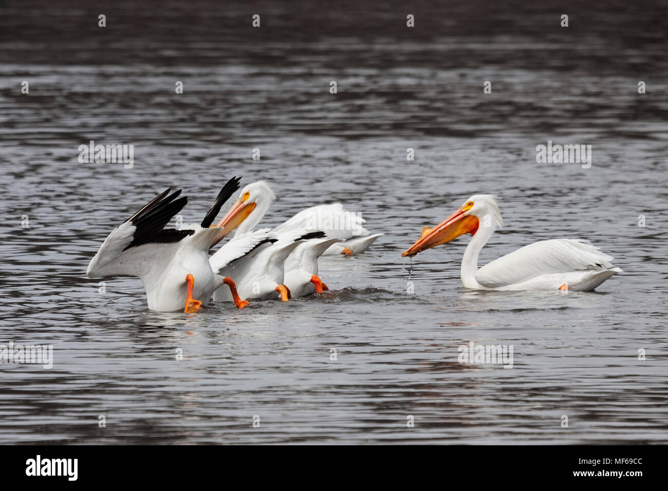 Three pelicans feed underwater with their rear ends up in the air. They are aloof to another though he provides sentinel duty from behind. Stock Photo