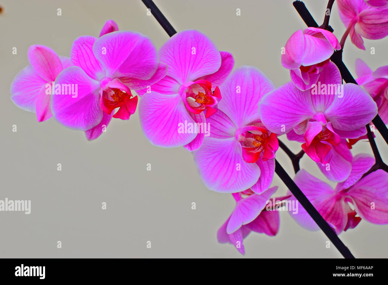British-grown bright pink Phalaenopsis orchid against a plain grey background Stock Photo