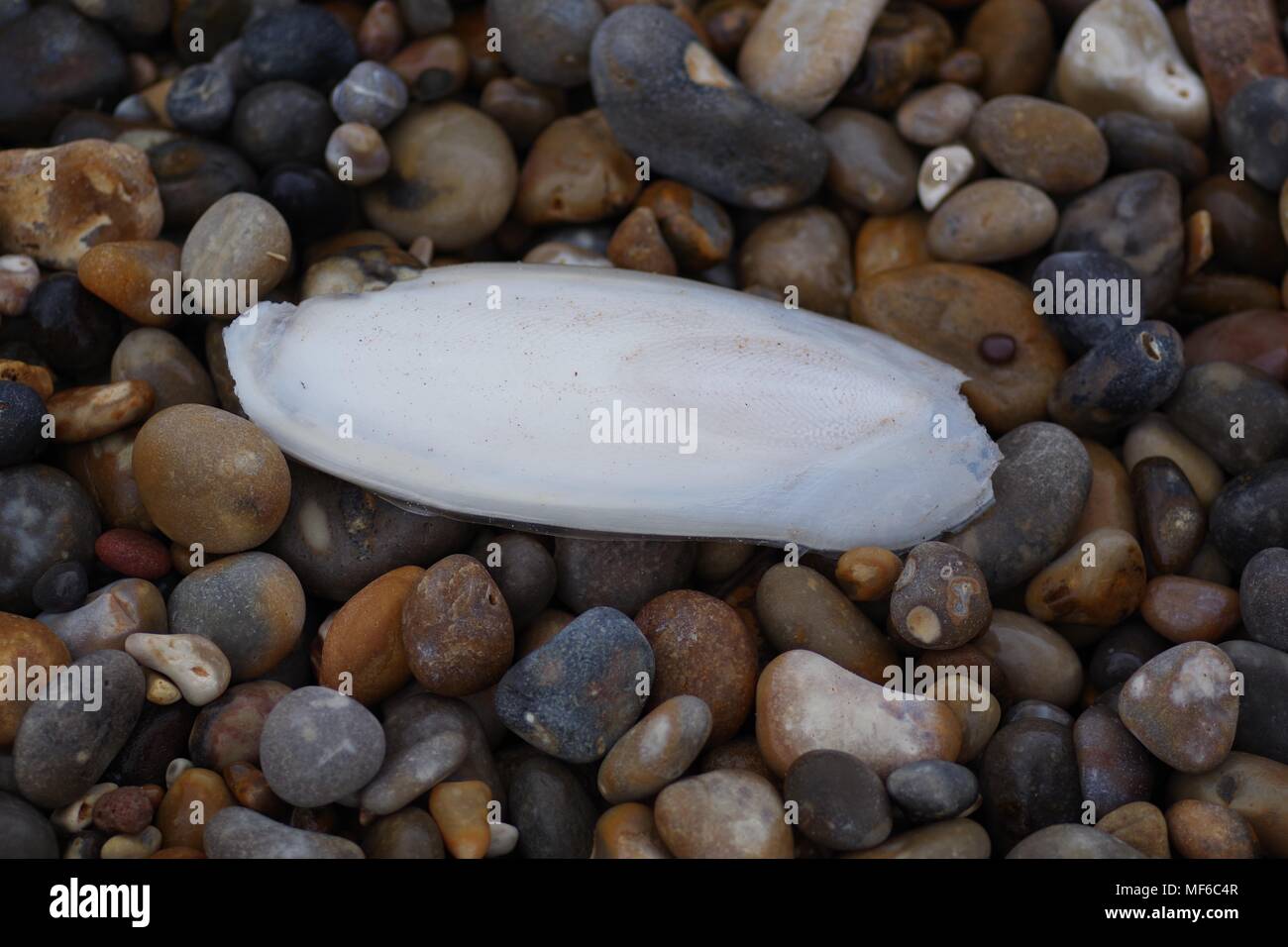 Cuttlefish Bone Washed Up on Beach of Rounded Quartzite Pebbles. Macro Photo. Ladram Bay, East Devon, UK. April, 2018. Stock Photo