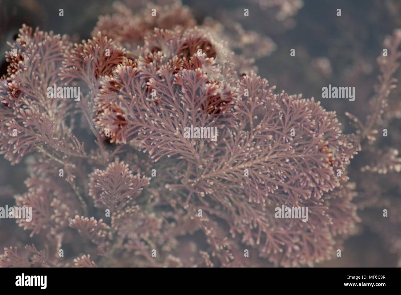 Rhodophyta (Corallina officinalis), Pink Coral Seaweed in a Rockpool, Ladram Bay, Devon, UK. Stock Photo