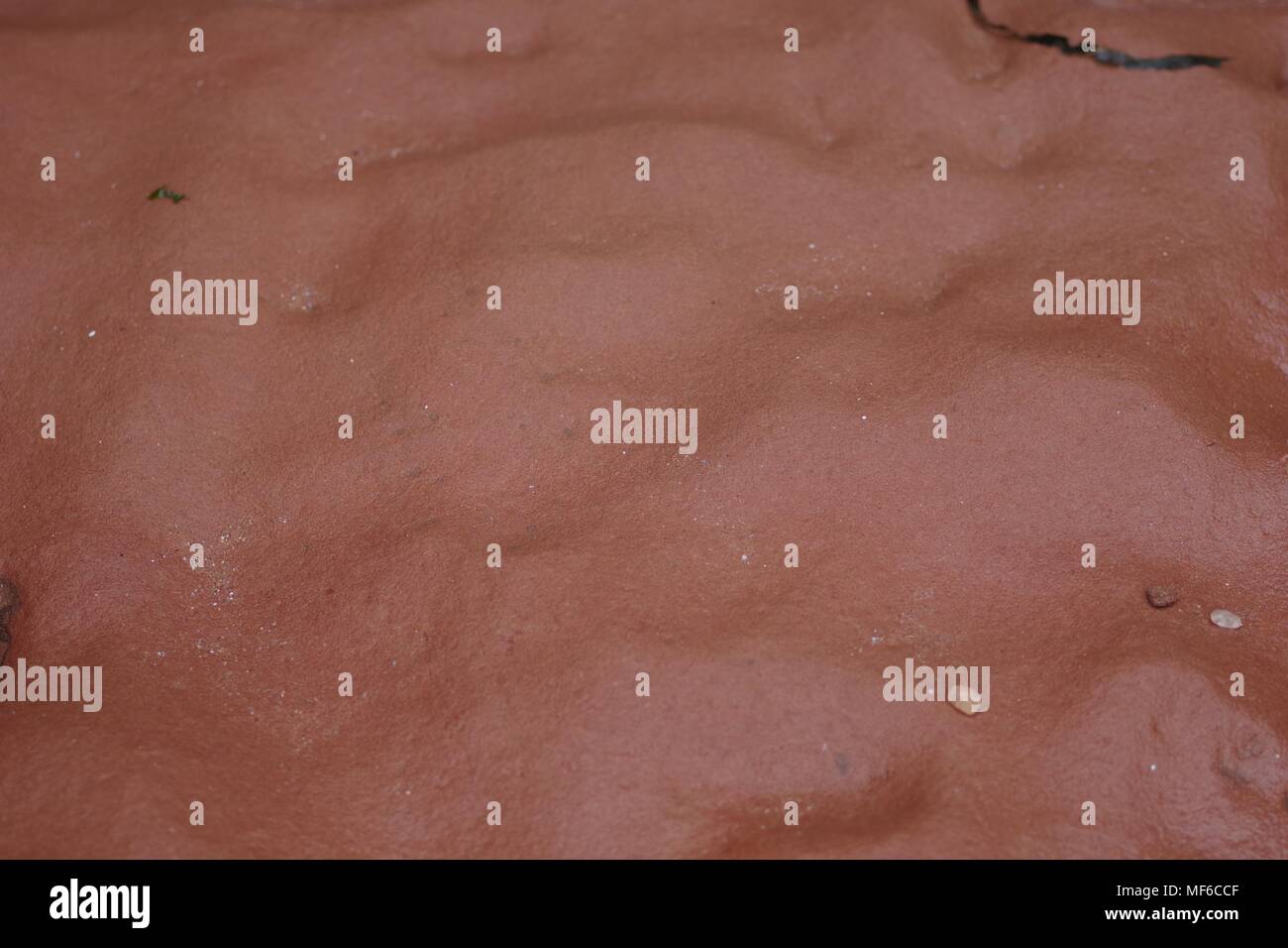 Convolute laminations hires stock photography and images Alamy