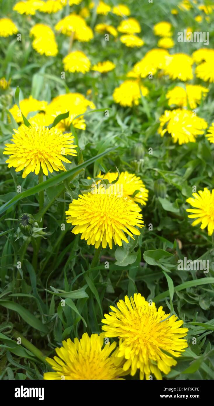 green field and yellow flowers- meadow flowers Stock Photo - Alamy