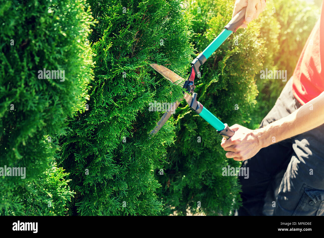 cutting thuja tree with garden hedge clippers Stock Photo