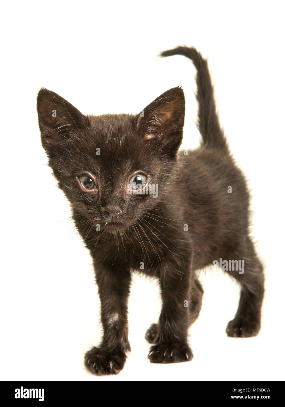 Cute black kitten cat with sneezing disease a virus isolated on a white