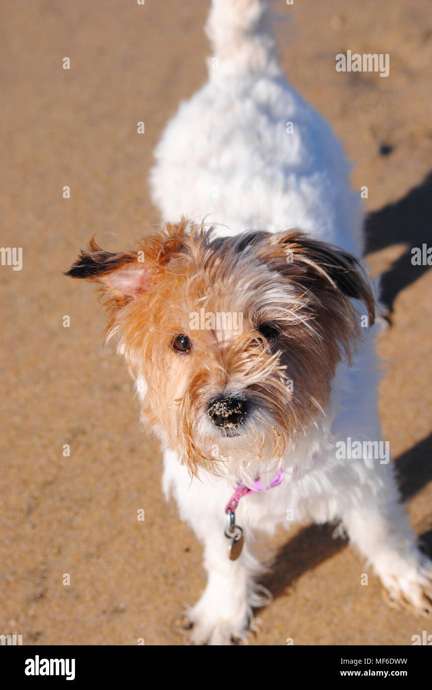 A little white and brown terrier dog with a sandy nose and a pink collar enjoying her walk on a golden sand Cornish beach in the sunshine Stock Photo