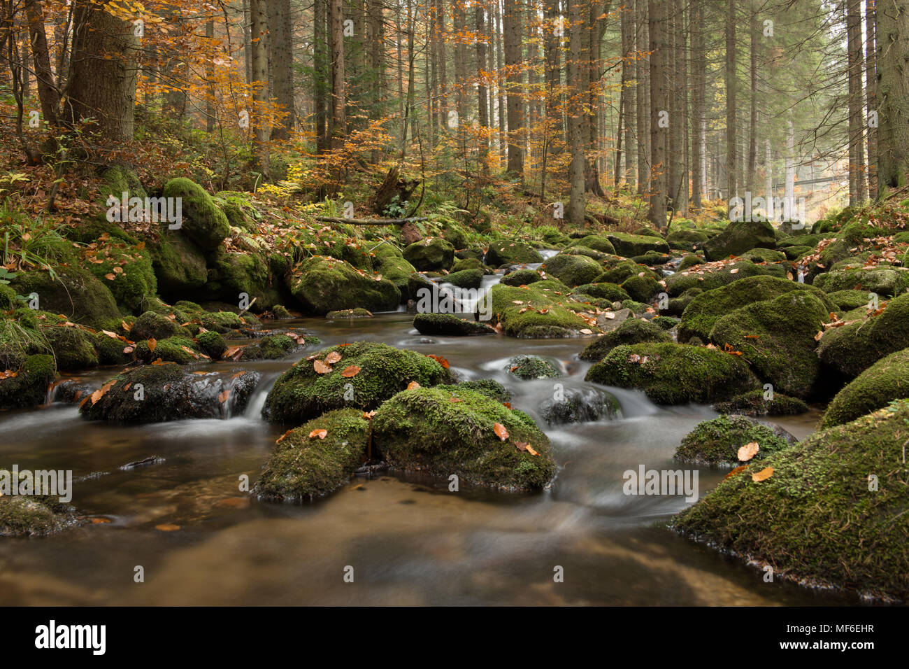 Autumn forest with trees and a river with rocks Stock Photo