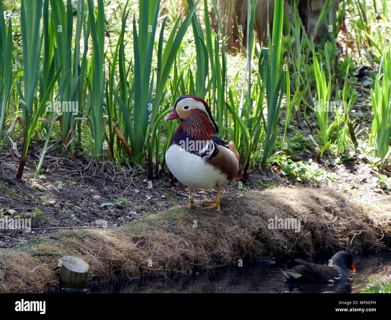 Male Mandarin duck (Aix galericulata) standing on the stone bank Stock ...