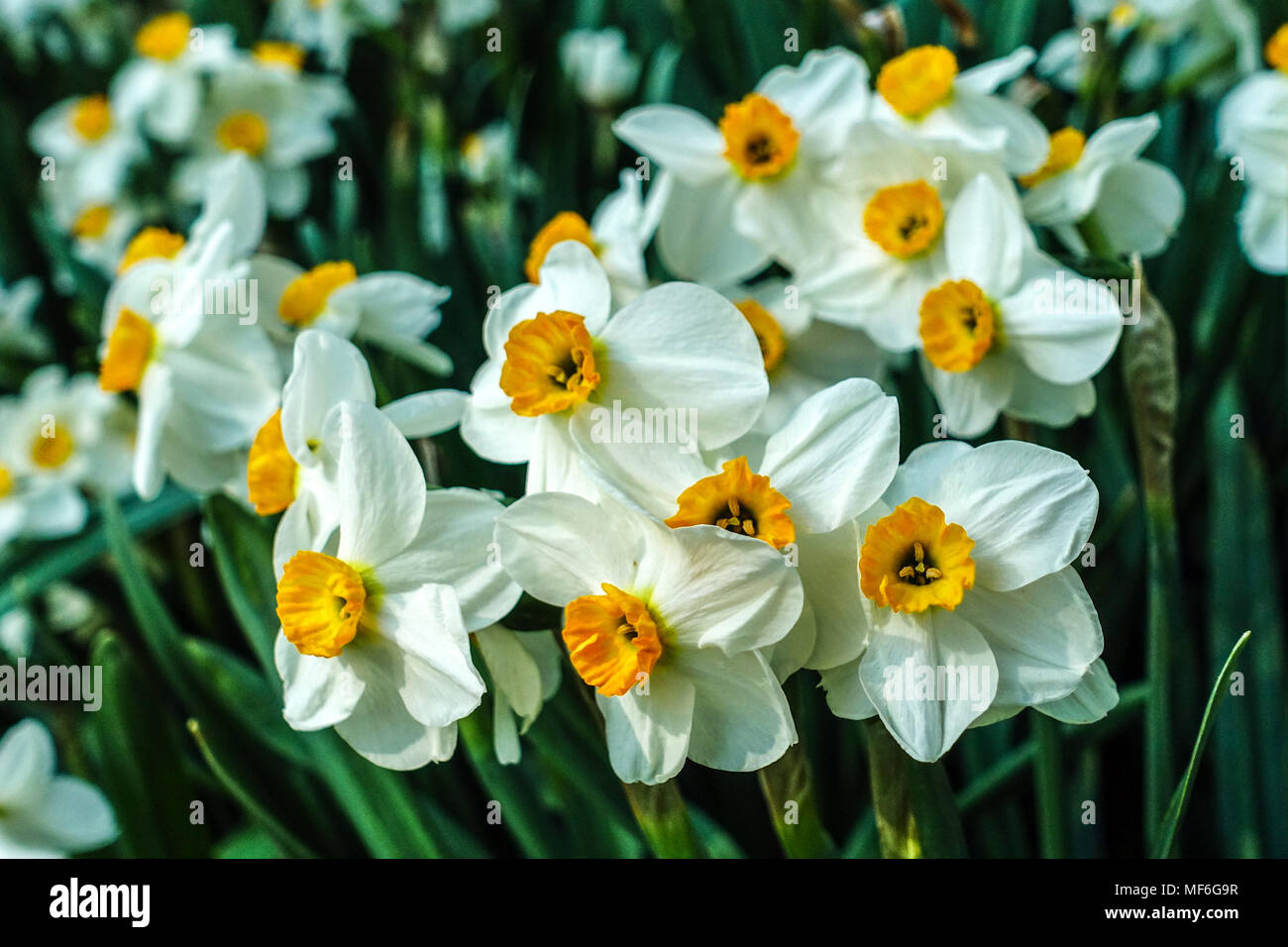 Daffodils, Narcissus Daffodil 'Geranium' Stock Photo