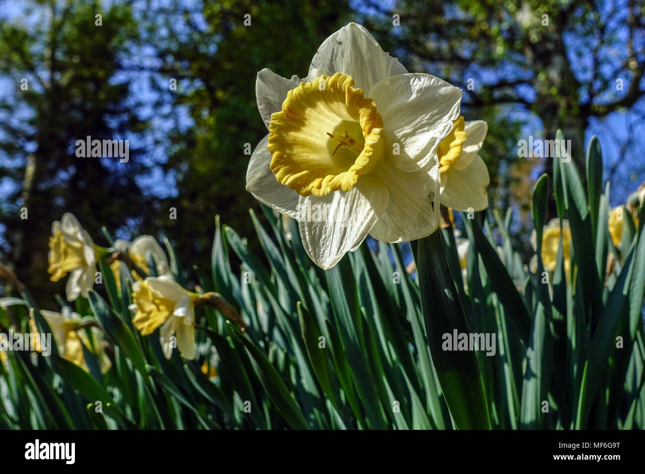 Daffodils, Narcissus Musca, Daffodil Stock Photo