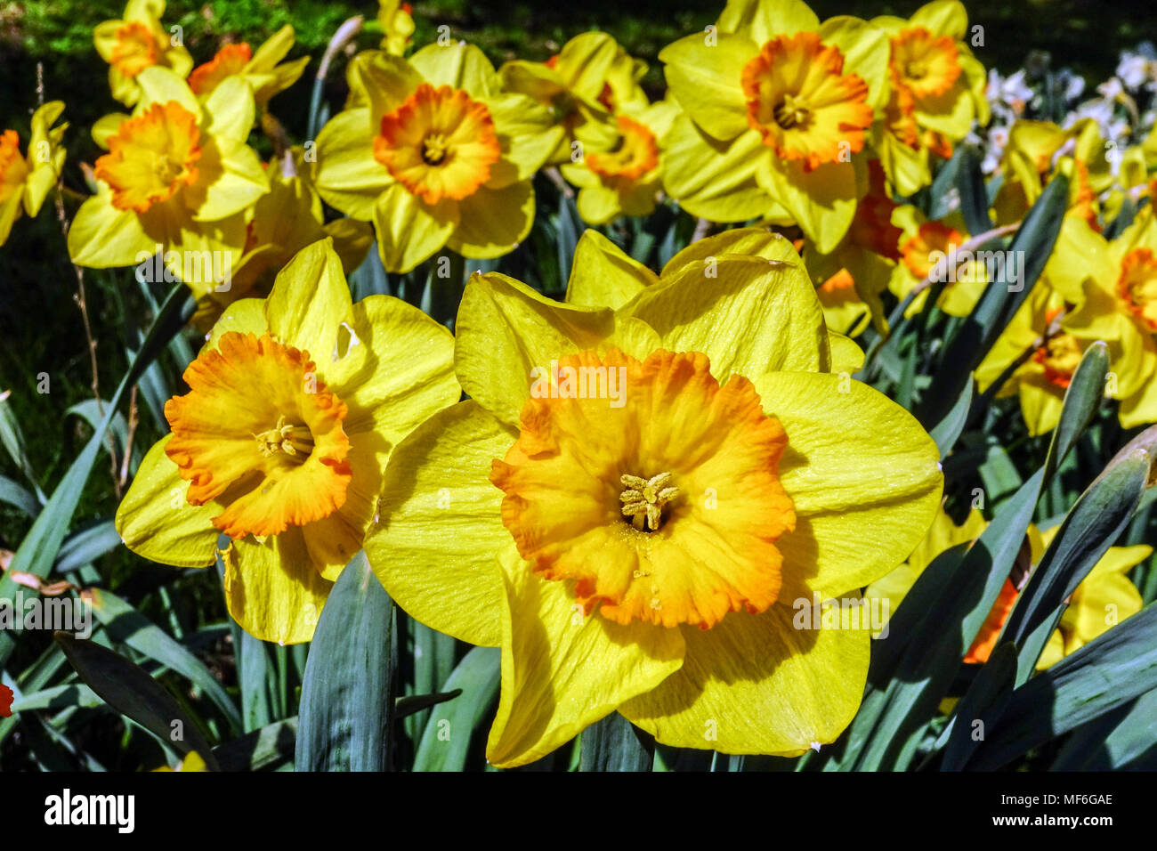 Daffodils, Narcissus Delibes, Daffodil Stock Photo