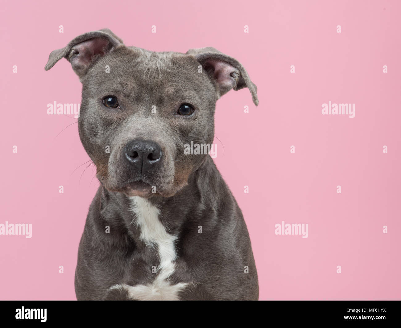 Portrait of a cute gray pitbull terrier dog looking at camera on a pink background Stock Photo