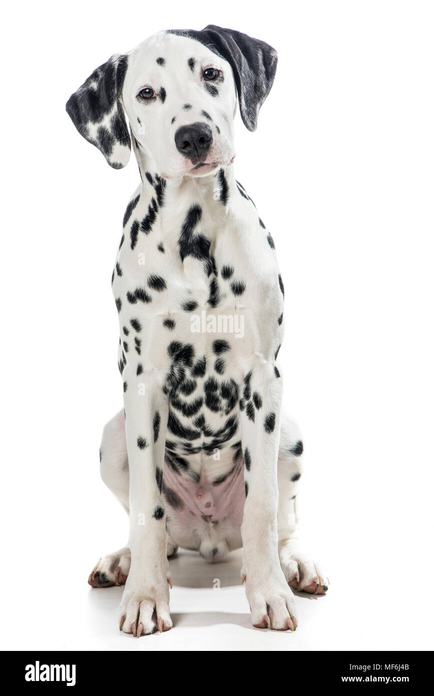 Sitting adult black and white dalmatian dog isolated on a white