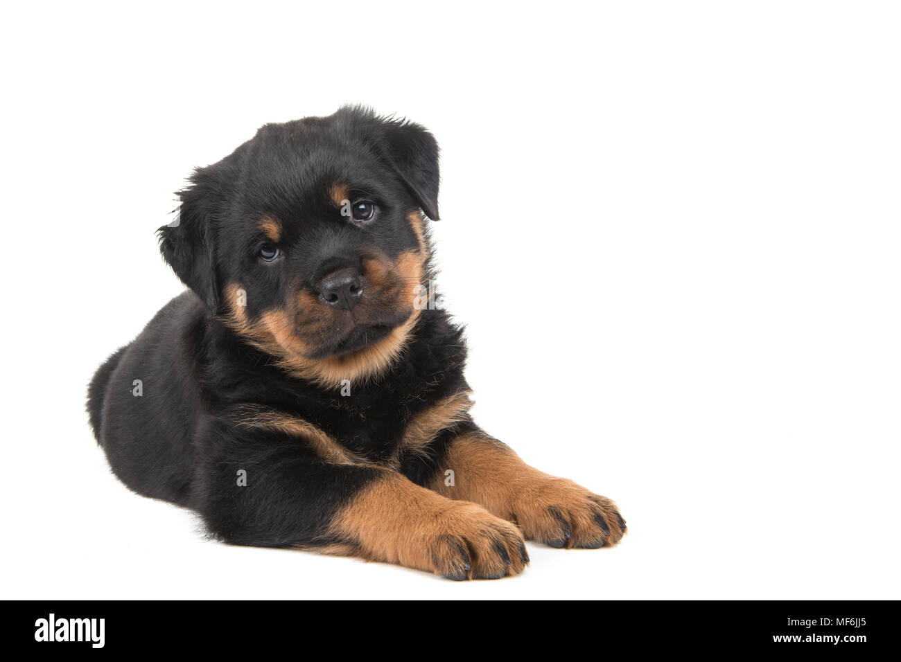 Cute rottweiler puppy lying down and looking in the camera isolated on