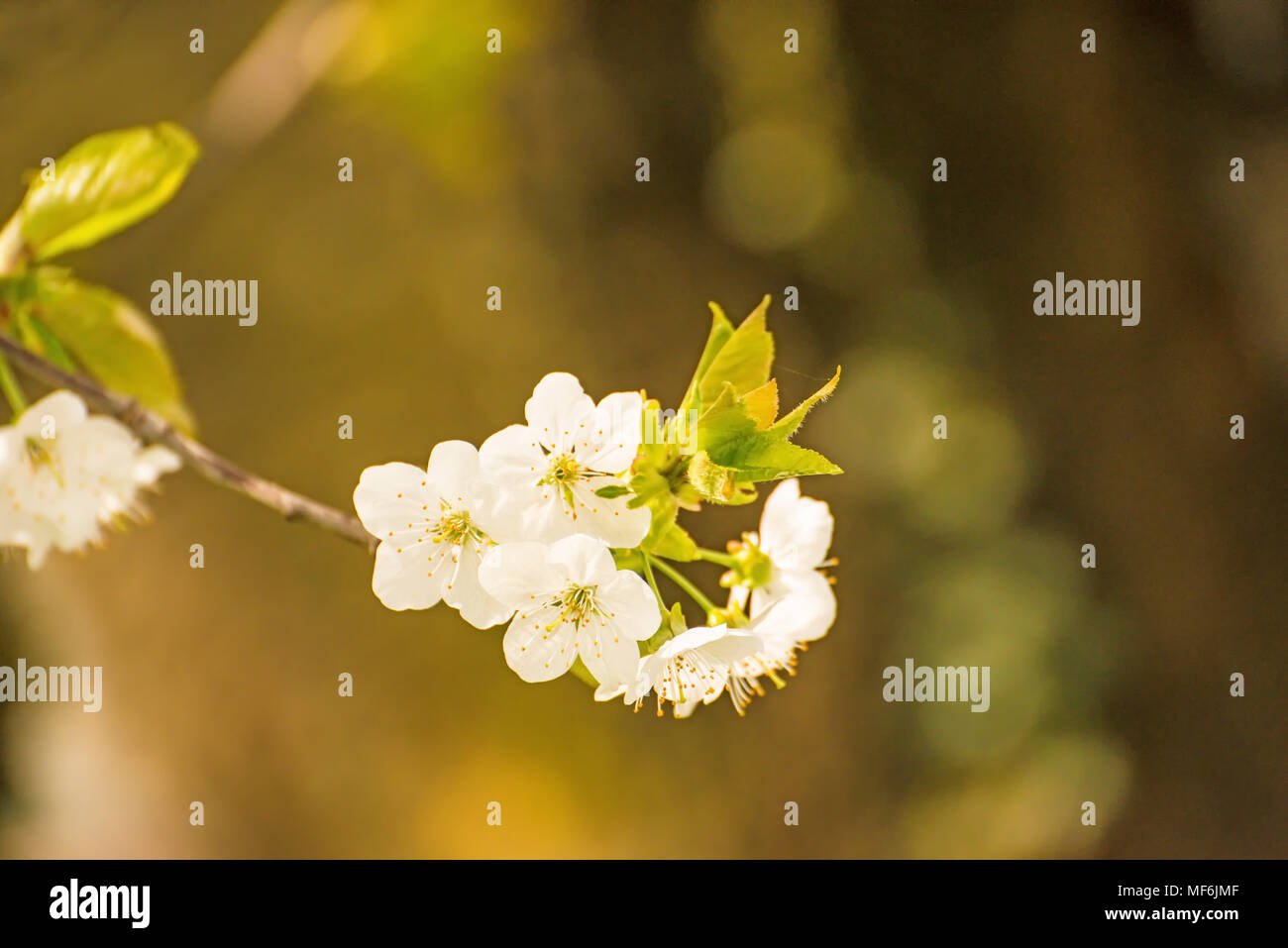 cherry blossom, branch with flowers Stock Photo Alamy