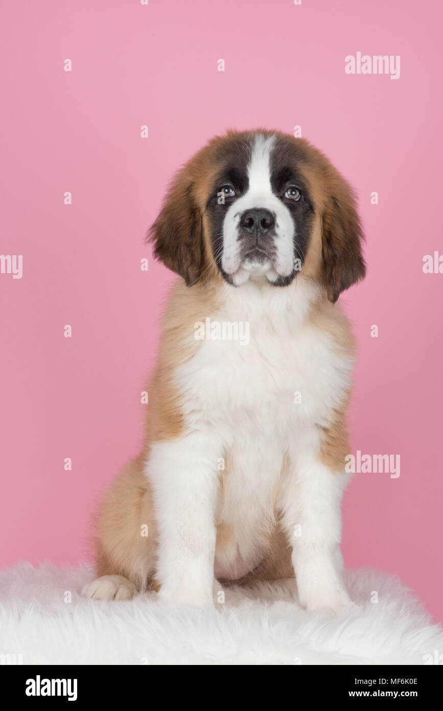 Cute sitting saint bernard puppy at a pink background Stock Photo