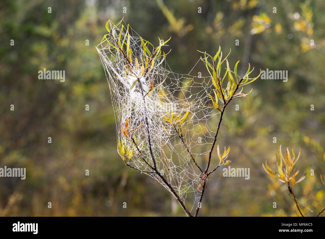 Spiderweb with dew drops in willow branch, Upper Bavaria, Bavaria, Germany Stock Photo