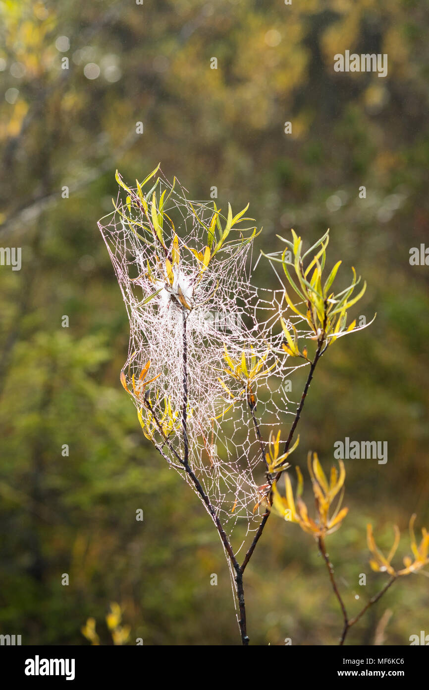 Spiderweb with dew drops in willow branch, Upper Bavaria, Bavaria, Germany Stock Photo