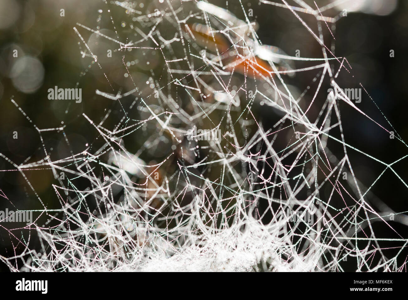 Cobweb of a Sheet Weaver (Linyphiidae), Isar, Upper Bavaria, Bavaria, Germany Stock Photo