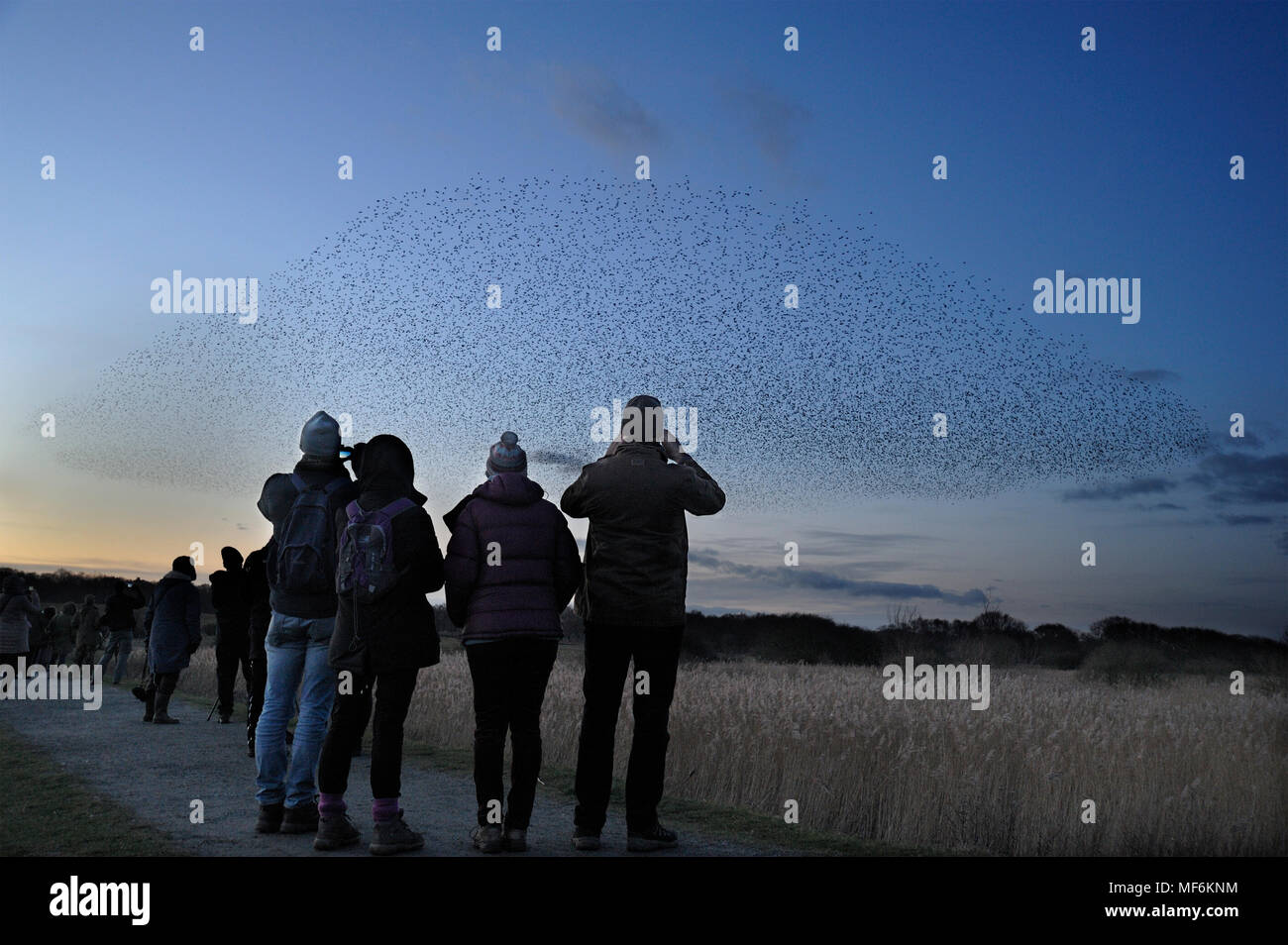 Birdwatchers watching starling mumruration at RSPB Minsmere, Suffolk Stock Photo